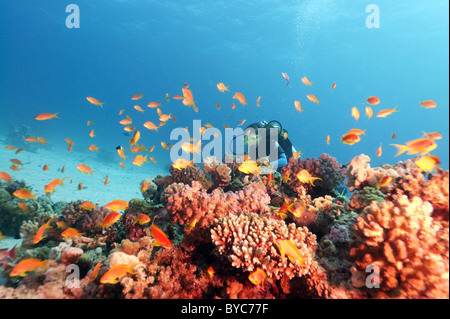 Weibliche Scuba diver Blick auf auf coralfish Lyra-tail basslet (Pseudanthias squamipinnis) Stockfoto