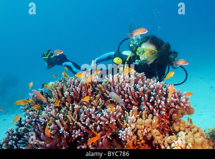 Weibliche Scuba diver Blick auf auf coralfish Lyra-tail basslet (Pseudanthias squamipinnis) Stockfoto