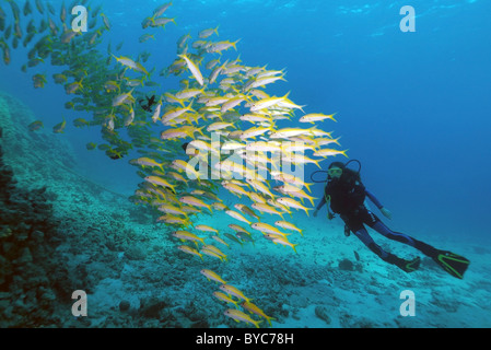 Weibliche Scuba diver Blick an der Schule der Fische Gelbflossenthun Meerbarben (Mulloidichthys vanicolensis), Rotes Meer, Ägypten, Afrika Stockfoto