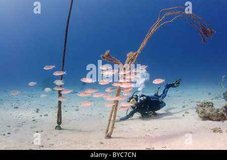 Weibliche Scuba diver Blick an der Schule der Fische Stockfoto