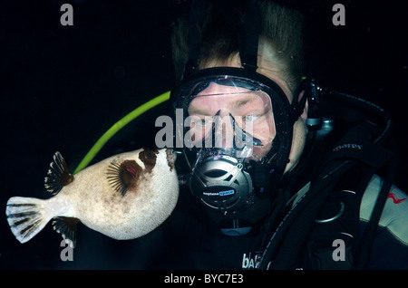 Männliche Scuba Diver tauchen in Full Face Maske schauen auf masked Puffer (Arothron diadematus) in der Nacht Stockfoto