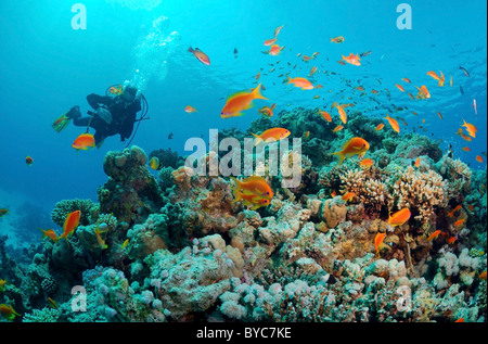 Männliche Scuba diver Blick an der Schule der Lyra-tail basslet, Pseudanthias squamipinnis Stockfoto