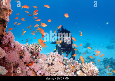 Weibliche Scuba diver Blick an der Schule der Lyra-tail basslet, Pseudanthias squamipinnis auf Coral Reef Stockfoto