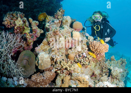 Weibliche Scuba diver Blick auf die Mediterrane Moray (muraena Helena), Rotes Meer, Ägypten Stockfoto