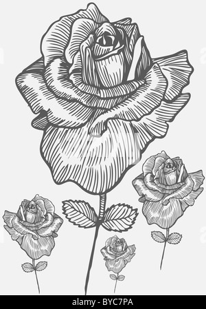 Ein Bild einer Hand gezeichnete Rose. Stockfoto