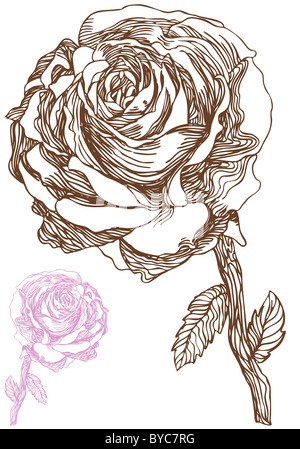 Ein Bild einer Hand gezeichnete Rose. Stockfoto