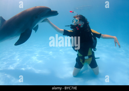 junge Scubadiver und Tümmler (Tursiops Truncatus) im delphinarium Stockfoto