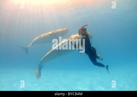 Weibliche Freitaucher und zwei Belugas, weißen Wal (Delphinapterus Leucas) im delphinarium Stockfoto