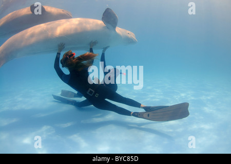 Freitaucher und Belugas, weißen Wal (Delphinapterus Leucas) im delphinarium Stockfoto