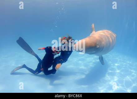 Zwei Freitaucher und Beluga, White Whale (Delphinapterus Leucas) im delphinarium Stockfoto