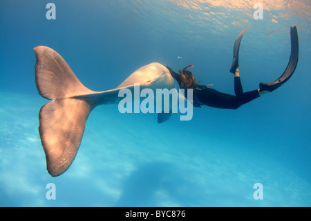 Freediver und Beluga, White Whale (Delphinapterus Leucas) im delphinarium Stockfoto