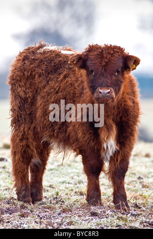 Kalb an einem frostigen Tag Stockfoto