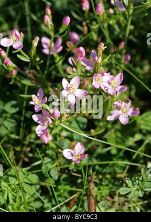 Gemeinsamen Tausendgüldenkraut, Centaurium Saccharopolyspora, Gentianaceae. Britische wilde Blume. Stockfoto