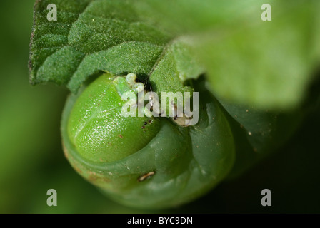 Tabak-Hornworm (Manduca Sexta) Stockfoto