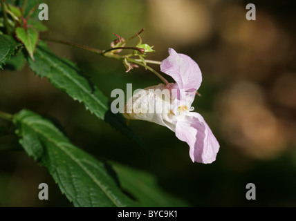 Drüsige Springkraut, Impatiens Glandulifera, Balsaminaceae. Himalaya, Indien. Stockfoto