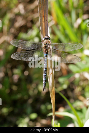 Männliche Scarce oder Migrant Hawker Libelle, Aeshna Mixta Aeshnidae, Anisoptera, Odonata. Frogmore Kiesgruben, Hertfordshire. Stockfoto