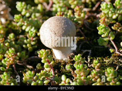 Grünland Puffball, Lycoperdon Lividum, Lycoperaceae. Auf Armen Brachland mit beißen Mauerpfeffer wachsen. Stockfoto