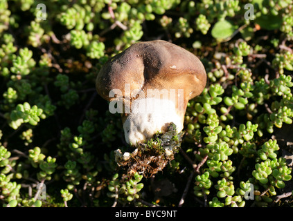 Grünland Puffball, Lycoperdon Lividum, Lycoperaceae. Auf Armen Brachland mit beißen Mauerpfeffer wachsen. Stockfoto