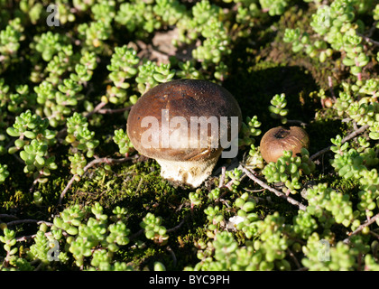 Grünland Puffball, Lycoperdon Lividum, Lycoperaceae. Auf Armen Brachland mit beißen Mauerpfeffer wachsen. Stockfoto