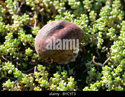 Grünland Puffball, Lycoperdon Lividum, Lycoperaceae. Auf Armen Brachland mit beißen Mauerpfeffer wachsen. Stockfoto