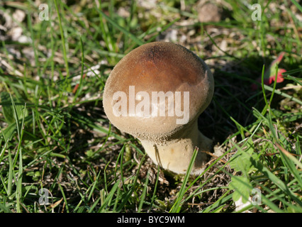 Grünland Puffball, Lycoperdon Lividum, Lycoperaceae. Auf Armen Brachland mit beißen Mauerpfeffer wachsen. Stockfoto