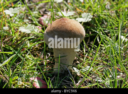 Grünland Puffball, Lycoperdon Lividum, Lycoperaceae. Auf Armen Brachland mit beißen Mauerpfeffer wachsen. Stockfoto