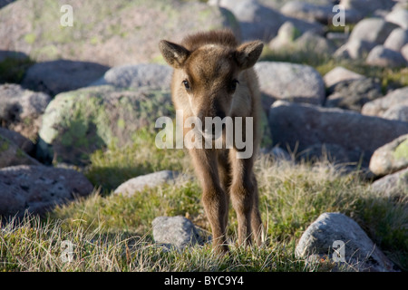 Rentier-Kalb, hoch auf Cairn Toul im Cairngorms Stockfoto