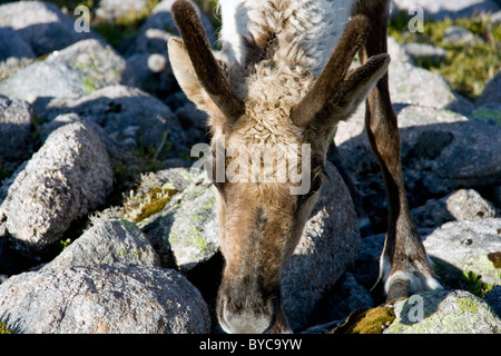 Nahaufnahme eines jungen Bull Rentiere füttern, ganz oben auf der Cairn Toul im Cairngorms Stockfoto