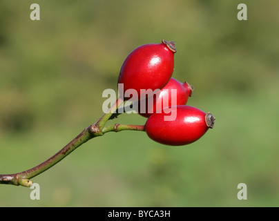 Hagebutte, Hundsrose, Rosa Canina, Rosengewächse. Stockfoto