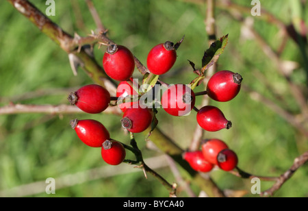 Hagebutte, Hundsrose, Rosa Canina, Rosengewächse. Stockfoto