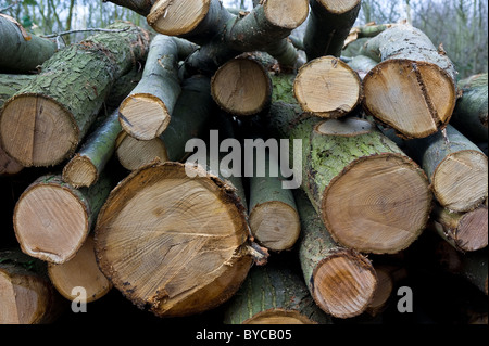 Ein Haufen gesägt Baumstämme in Norsey Holz in Essex. Stockfoto