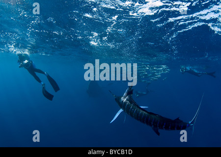 Bryde Wal nähert sich einem Köder Ball aus Sardinen, mit Unterwasser-Fotografen und ein gestreifter Marlin, #1 von 4 Stockfoto