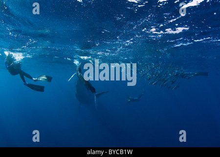 Bryde Wal nähert sich gestreifte Marline und Unterwasser-Fotografen, #2 von 4 Stockfoto