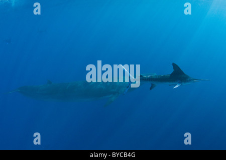 gestreifter Marlin schwimmt vorbei Bryde Wal, Baja, Mexiko, Ostpazifik Stockfoto