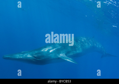 Bryde Wal mit gestreifter Marlin vor Baja California, Mexiko (Ostpazifik) Stockfoto