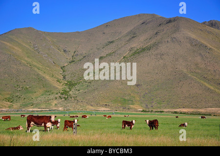 Rinder im Feld in der Nähe von Twizel, Region Canterbury, Südinsel, Neuseeland Stockfoto