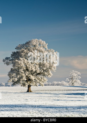 Hoar mattierte Bäume im Winter, in der Nähe von Beeston, Cheshire, England, UK Stockfoto