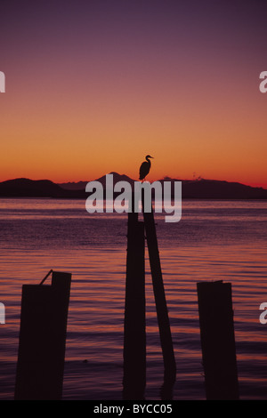 Kormoran ruht auf einer Spundwand im frühen Licht, Sidney, Vancouver Island, Kanada Stockfoto