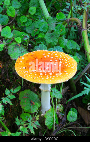 Ein Pilz/Pilze mit weiß gesprenkelt, leuchtend orangefarbene Kappe (4,75 Zoll) & weißen Stiel--Fly Amanita / Fliegenpilz (Amanita Muscaria). Stockfoto