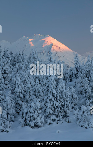 Bäume im Turnagain Pass, Chugach National Forest, Alaska Schnee. Stockfoto