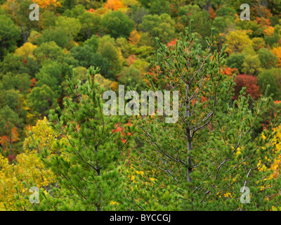 Bunten Herbstwald. Herbst Natur Landschaft. Algonquin Provincial Park, Ontario, Kanada. Stockfoto