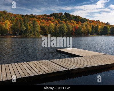 Habichtsbitterkraut Seenlandschaft Herbst Natur. Algonquin, Muskoka, Ontario, Kanada. Stockfoto