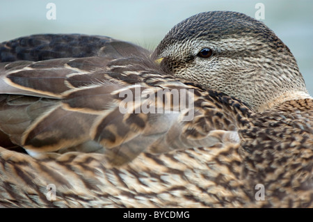 Ente an einem Flussufer Stockfoto