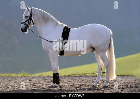 Andalusische Pferd (Equus Ferus Caballus) bereit für Longieren. Stockfoto