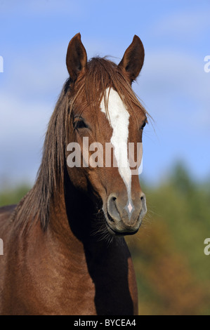 Mangalarga Marchador (Equus Ferus Caballus), Portrait eines Hengstes mit Markierungen. Stockfoto