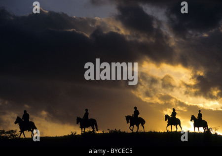 Mangalarga Marchador (Equus Ferus Caballus). Gruppe von Fahrern, die gegen den Abendhimmel zu sehen. Stockfoto
