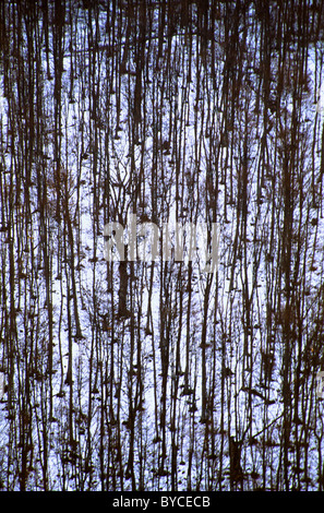 Buche im Winter in Berg Vitsi Mazedonien Griechenland Stockfoto