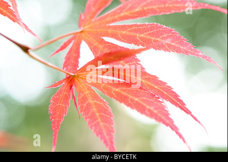 Rote Blätter Stockfoto