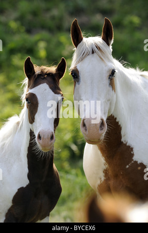 American Paint Horse (Equus Ferus Caballus), Portrait einer Stute mit Fohlen. Stockfoto