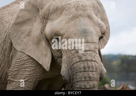 Ein Elefant auf Blair Drummond Safari und Adventure Park in der Nähe von Stirling Stockfoto